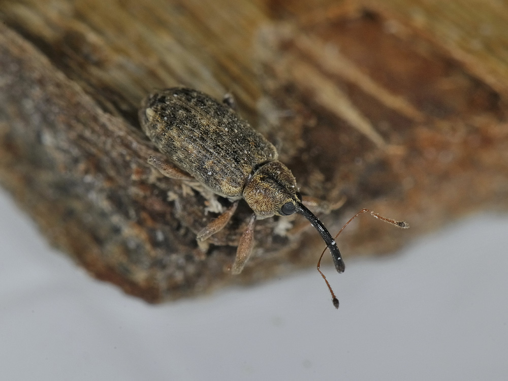 Dorytomus longimanus (Curculionidae)